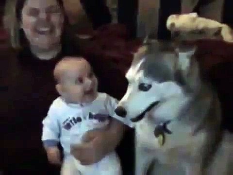 Talking Husky Dog! Funny! Dog makes baby laugh | funny dog and baby videos