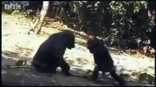 Animal Attack Compilation Caught On Video 2013 Part 2