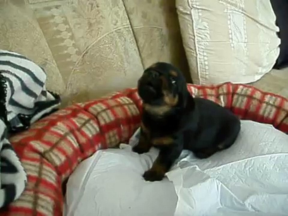 Puppy Crying for Her Mom