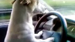 Hund fährt Auto ( Rocky ) unser Jack Russell 1