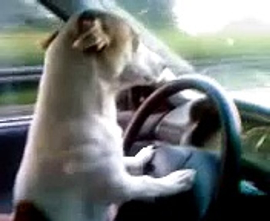 Hund fährt Auto ( Rocky ) unser Jack Russell 1