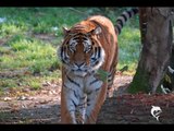 Impressionen aus dem Kölner Zoo