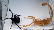 Terrible BUG FIGHTS between Scorpion and Spider