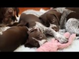 German Shorthaired Pointer Puppies 2011