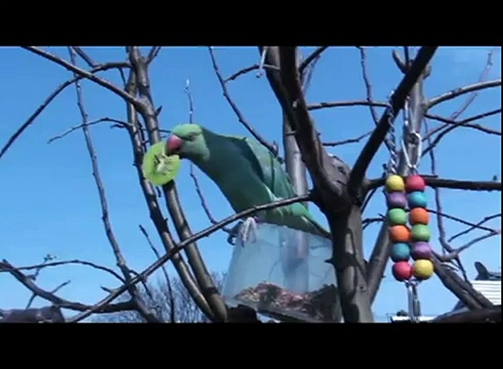1 YEAR OLD INDIAN RINGNECK PARROT EATING FRESH KIWI