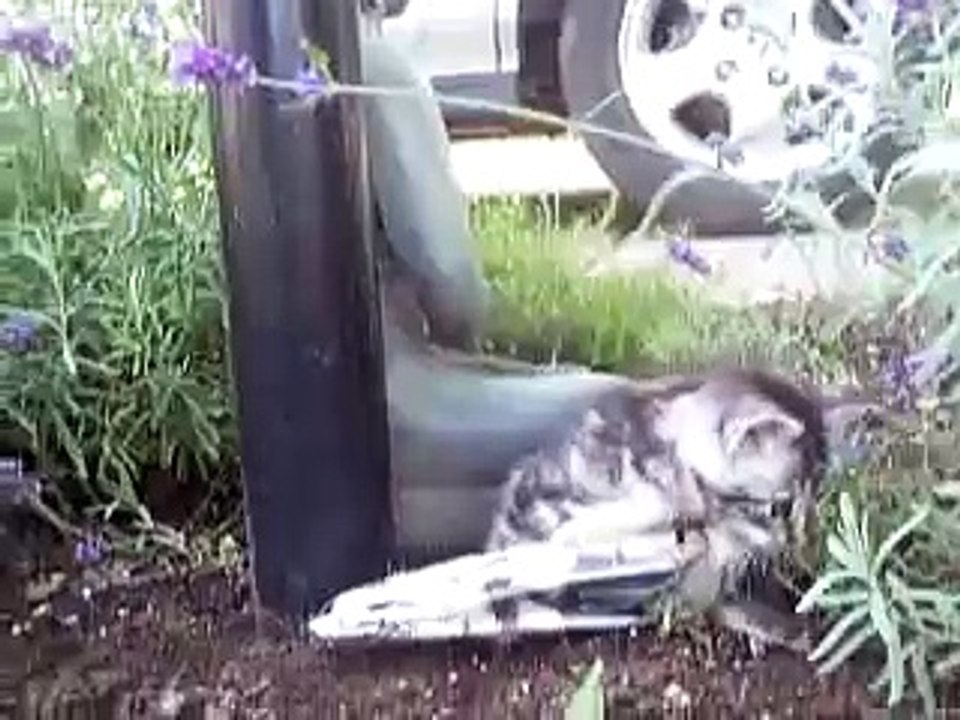 Diary of Abandoned & Disabled Kitten - Day 3
