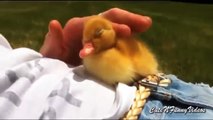 Cute and Funny Duckling Videos Compilation 2015 Part 2