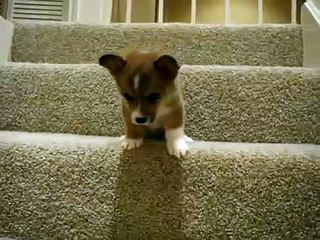 ein süßer welpe :)