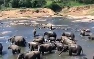elefanten baden in sri lanka / elephant bath sri lanka [Full Episode]
