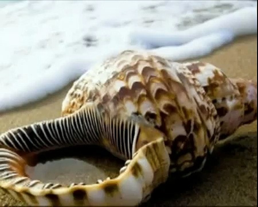 ANS TV.SALAM AZƏRBAYCAN.BALIQQULAĞINDAN ƏL İŞLƏRİ