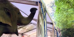 ANIMALISCH die Tiersendung Nr. 12 @ Die Elefanten vom Zirkus Knie [Full Episode]
