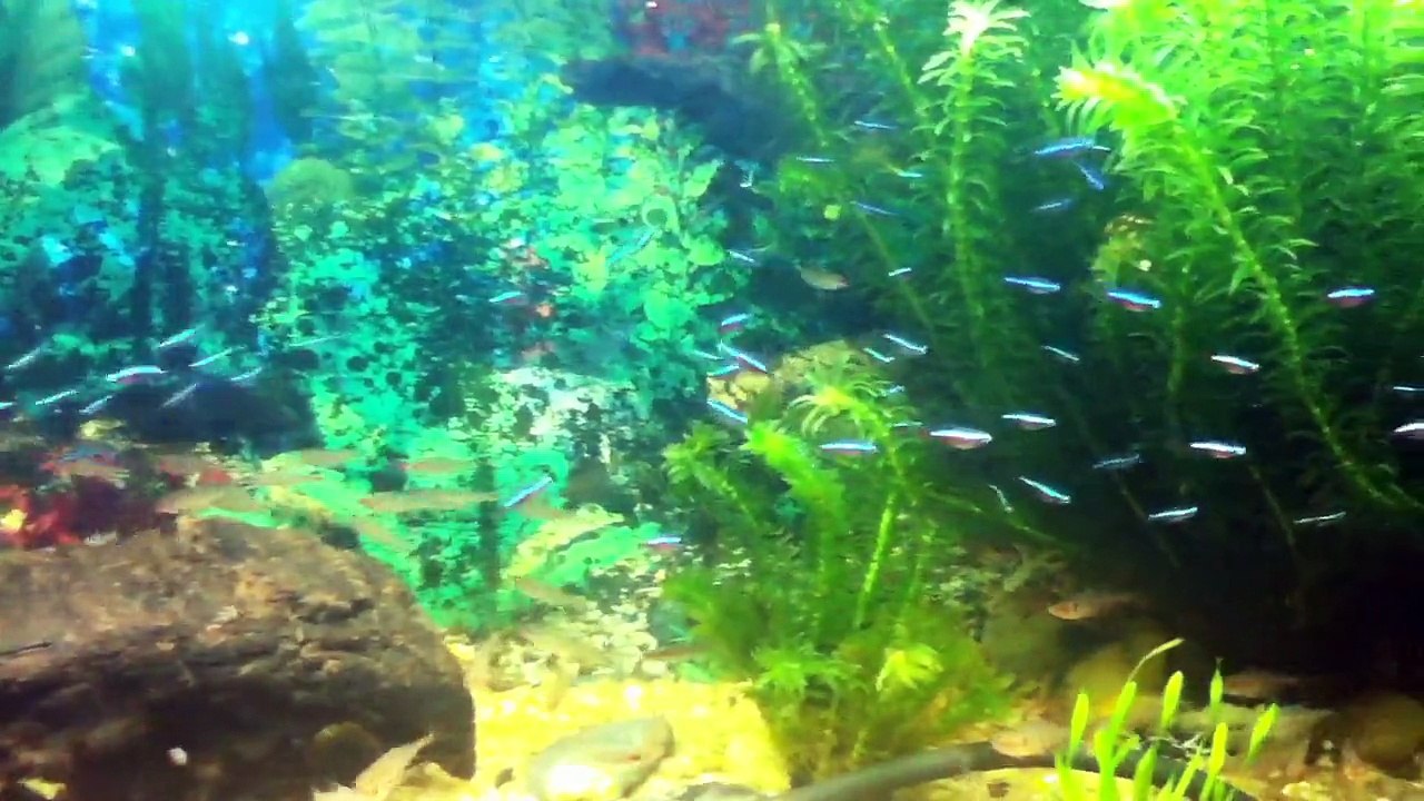 Aquario Tetra, Neon, Mato Grosso etc.