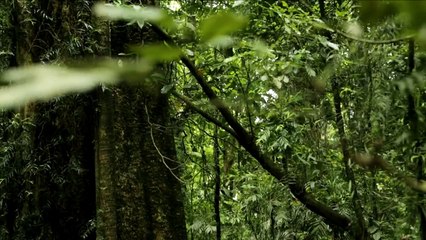 EBS 다큐프라임 진화의 신비, 독 - 짐피짐피