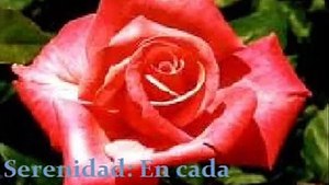 Las Mañanitas con el mariachi vargas de tecalitlán.