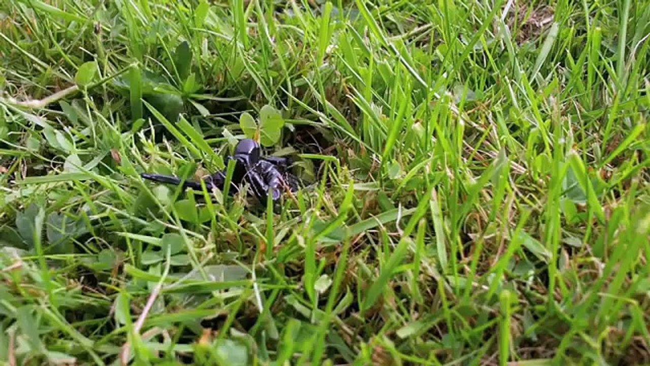 PLASTIC ARMY MEN - OPERATION SOPHIE