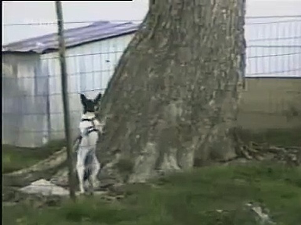 Chien intelligent ...