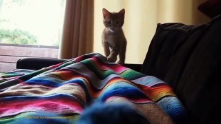 FUNNY VIDEOS Funny Cats Funny Cat Videos Funny Animals Try Not To Laugh