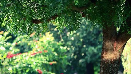 Patense - Campanha Institucional