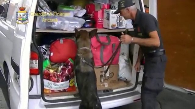 Ancona - carico di 16chili di sigarette scoperto dal cane Gaby