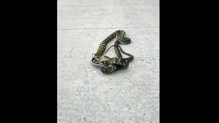 Snake swallows another snake in epic battle