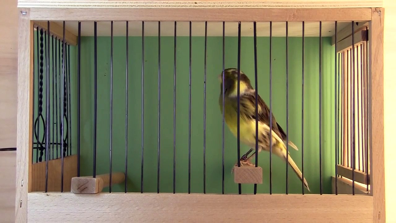 Timbrado-Espanol-Gesangskanarienvogel