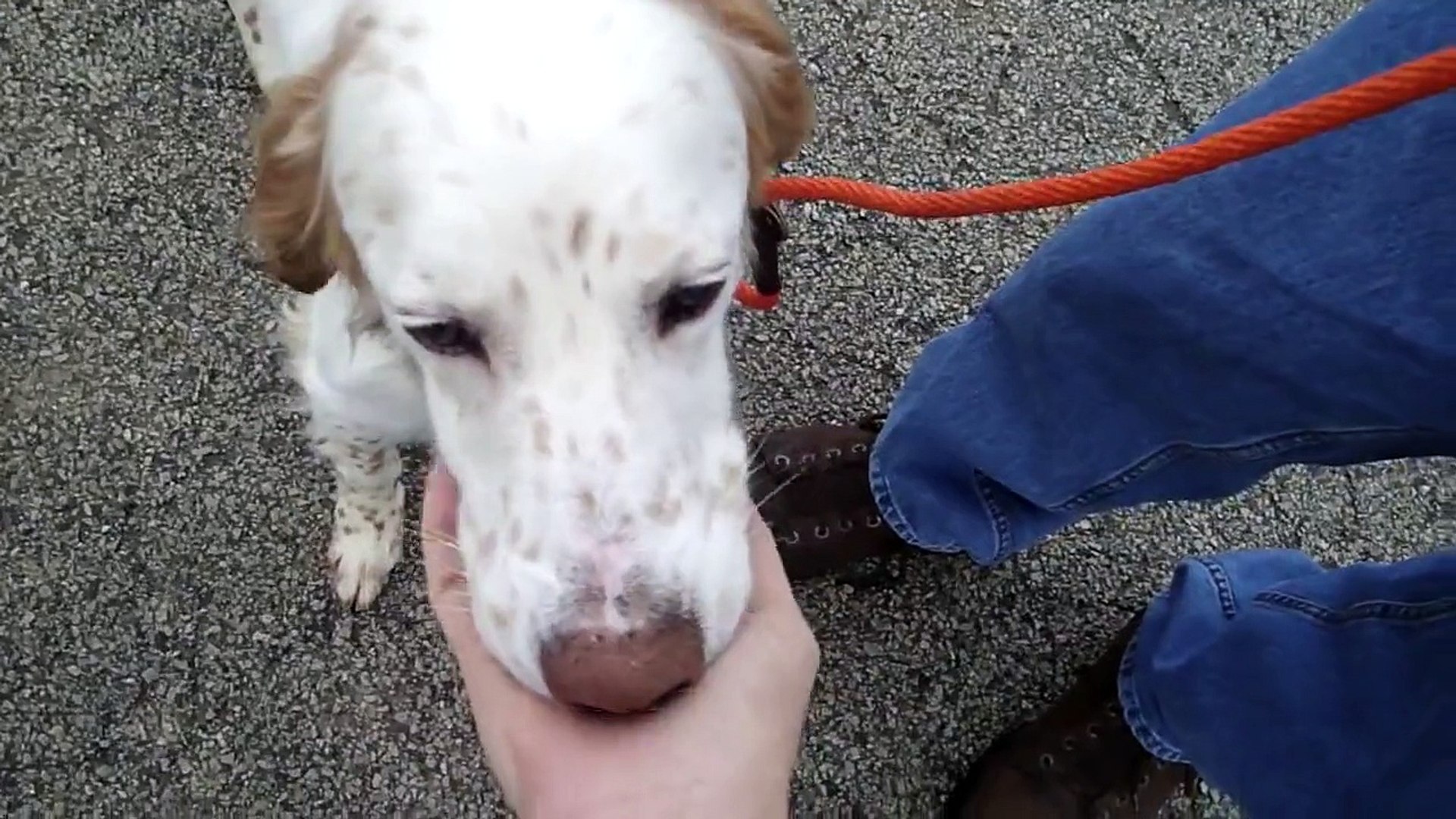 ⁣Edwin--Another Setter with Rocky Mountain Spotted Fever