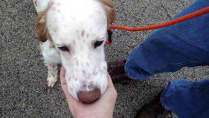 Edwin--Another Setter with Rocky Mountain Spotted Fever