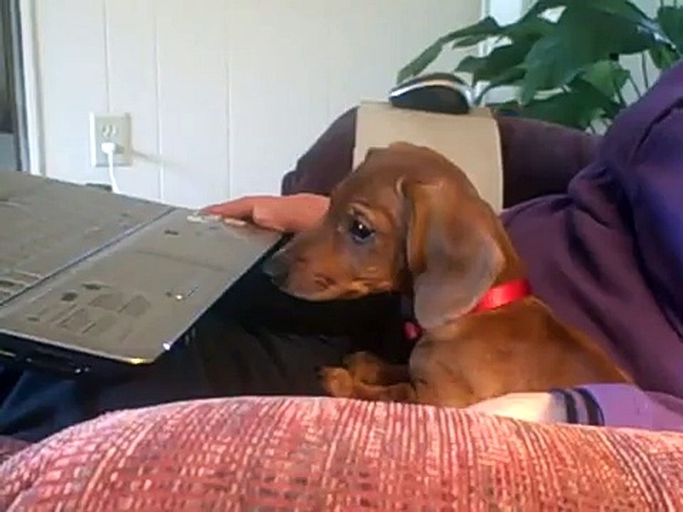 cute 10 week old dachshund puppy