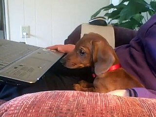 cute 10 week old dachshund puppy