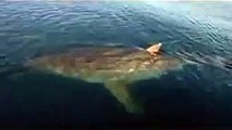 【衝撃】釣りをしていたらホオジロザメに遭遇