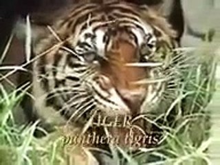 頂上 ライオンｖｓトラ 決戦 Dailymotion Video