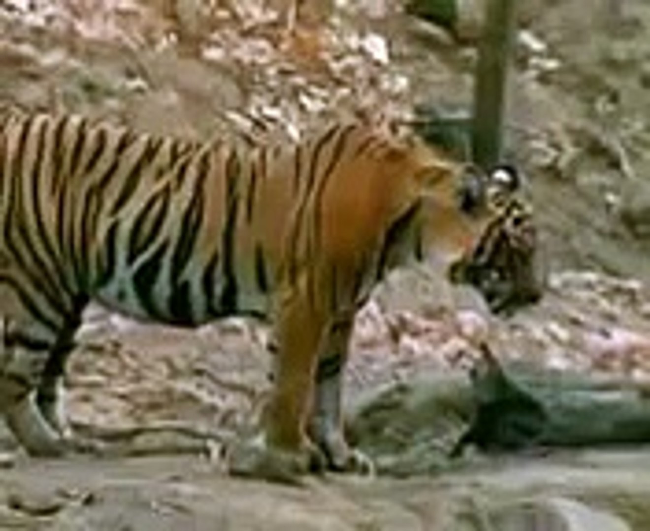 タイガー 虎 Vs ベアー 熊 Dailymotion Video