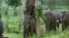 elephants reproducing