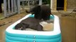 Baby Elephants Play In Kiddie Pool   Funny Videos at Videobash