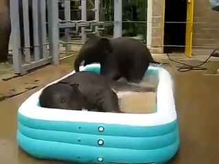 Baby elephants playing in water  funny video