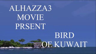 نادي طيور الكويت---bird of kuwait---مالك الهزاع
