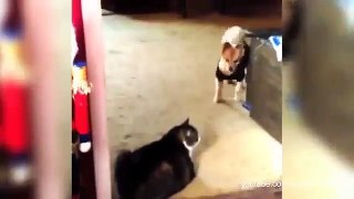 Kopie van Funny cat videos You Shall Not Pass, Dog