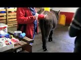 Erste Hilfe am Esel