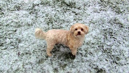 Snoopys erster Schnee