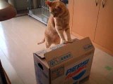 猫にダンボールのフタを閉められてしまう猫　Cats that play with a cardboard box