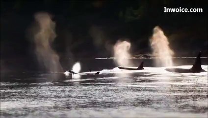 Orcas in Wild - Blackfish Movie Scene - Original Footage