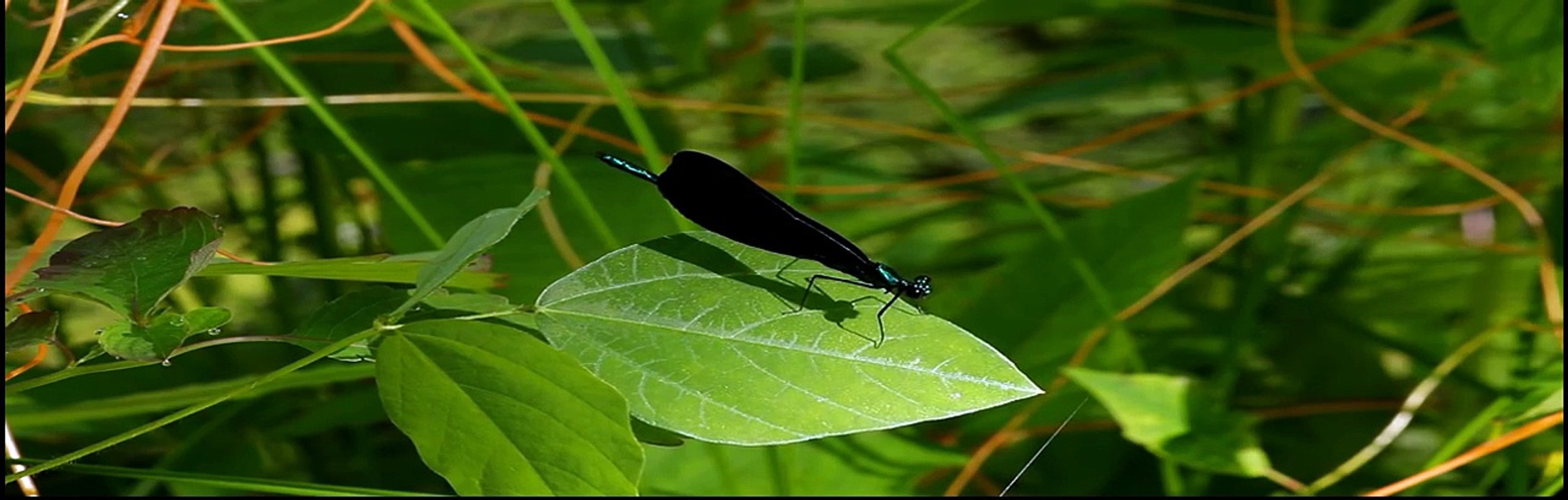 Odonata (Damselflies & Dragonflies) in the Cuyahoga Valley