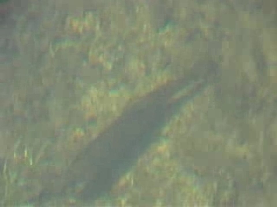 Truite fario en réserve de pêche