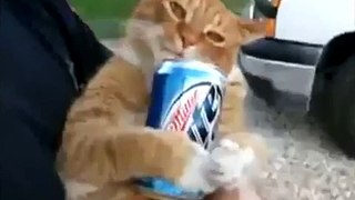Пьяный кот