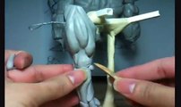 How To Sculpt Superhero Action Figure Anatomical Sculpting Tutorial Part 24 of X