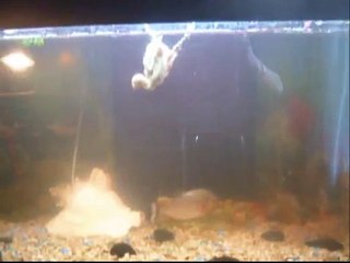 Piranhas en 4 parties " peut choquer " VS Poussins