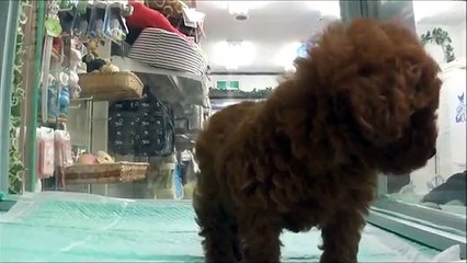 トイプードル　DOG Stage