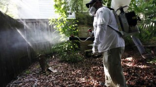Millions of genetically modified mosquitoes could be released in Florida