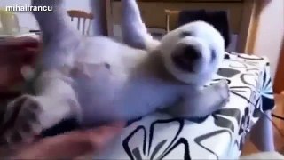 Funny Cute Baby Animal Videos Compilation