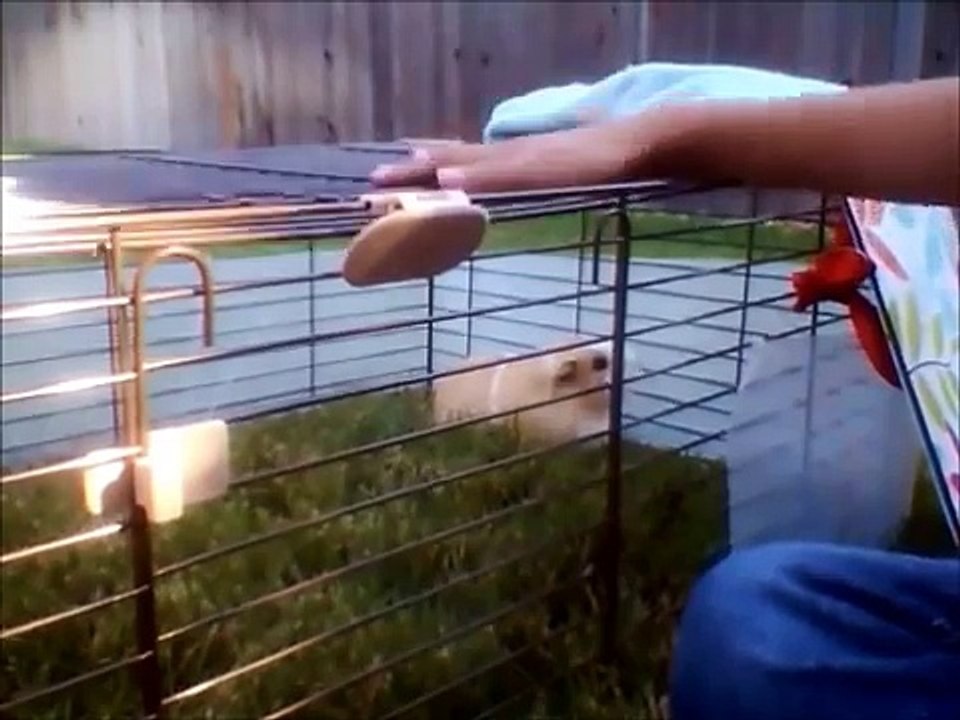 How to put your guinea pig outside and Safety tips
